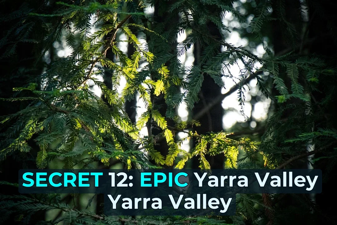 🚨 Breaking: Over 15,000 Campers Now Flock to New Yarra Valley Campground! 🏕️