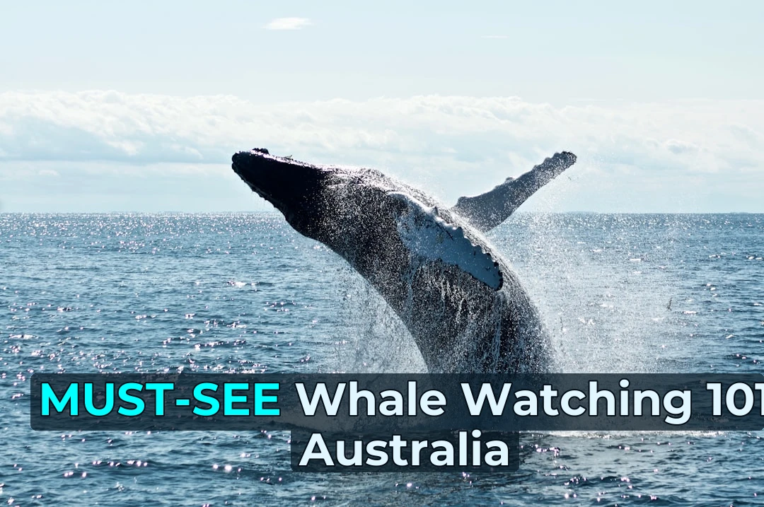 Ever wondered what it’s like to see a humpback whale breach right in front of you? 🐋 Here are my favourite whale watching spots in Byron Bay!