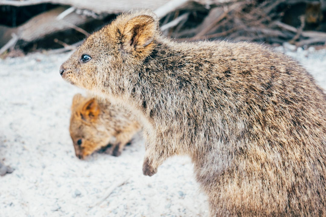 Wildlife Watching Winter Guide for Australia
