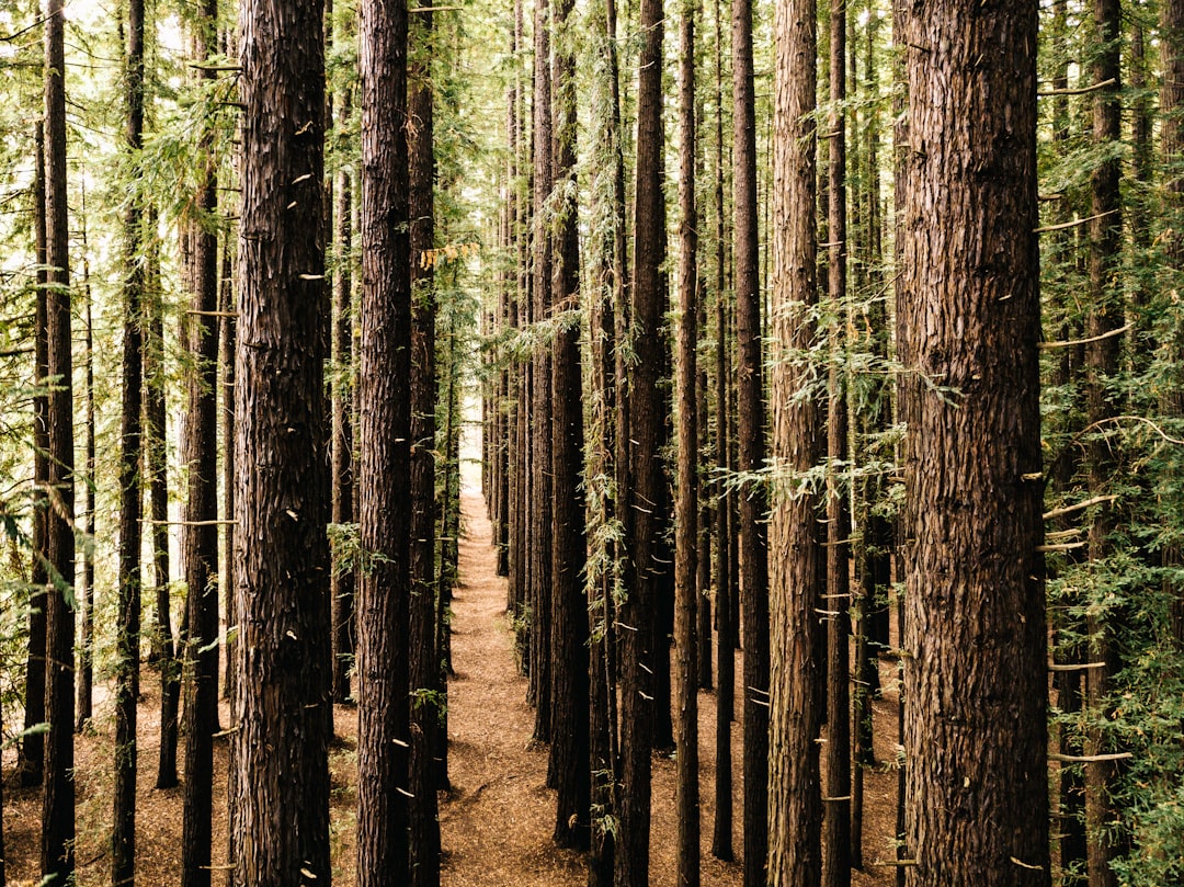 The crunch of gravel under tyres and the scent of eucalyptus on the breeze — is Yarra Valley Gravel Riding worth the trip? 🚴‍♂️