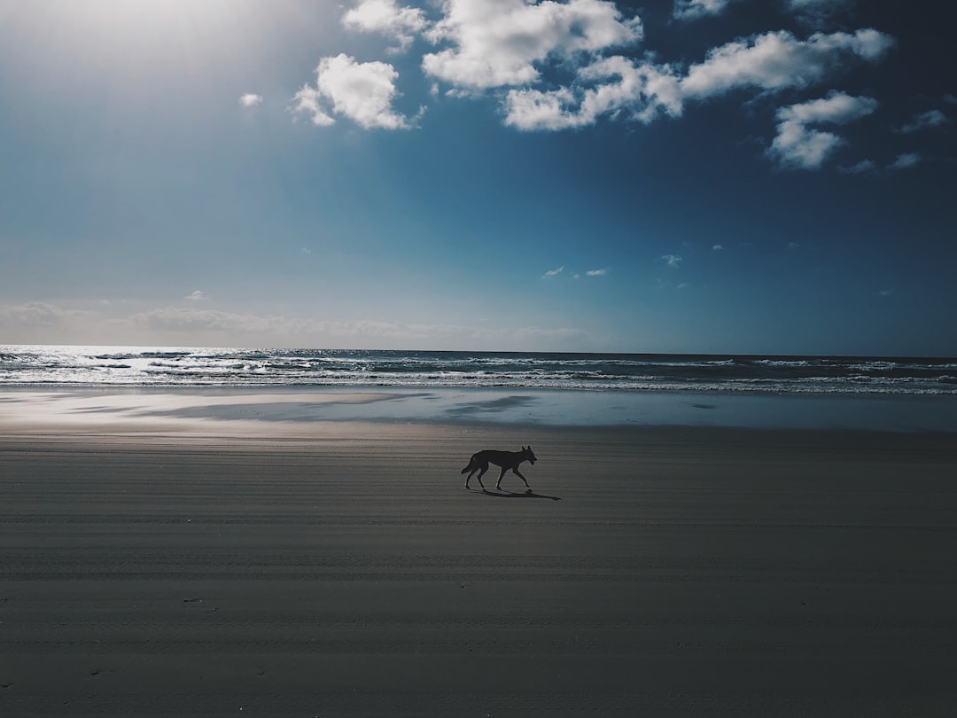 Ever wondered what it’s like to cycle through winter on Fraser Island? 🚴‍♂️❄️