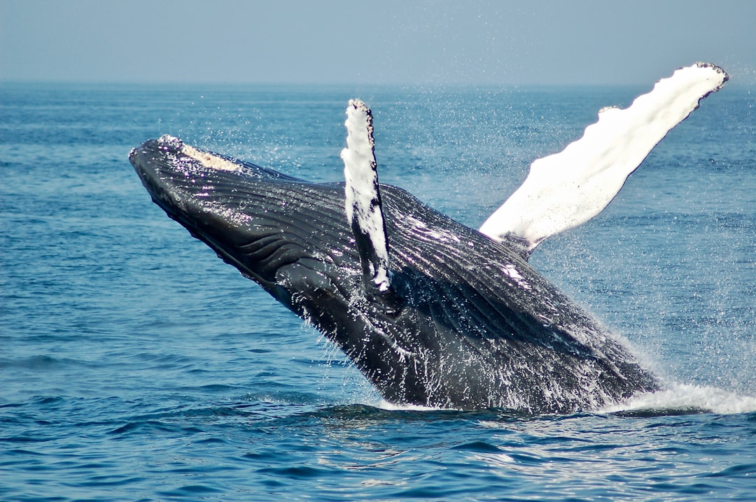 Ever wondered what it’s like to see a humpback whale breach right in front of you? 🐋 Here are my favourite whale watching spots in Byron Bay!