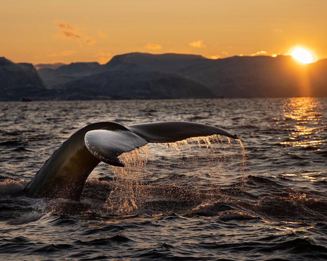 Ever wondered what it’s like to see a humpback whale breach right in front of you? 🐋 Here are my favourite whale watching spots in Byron Bay!