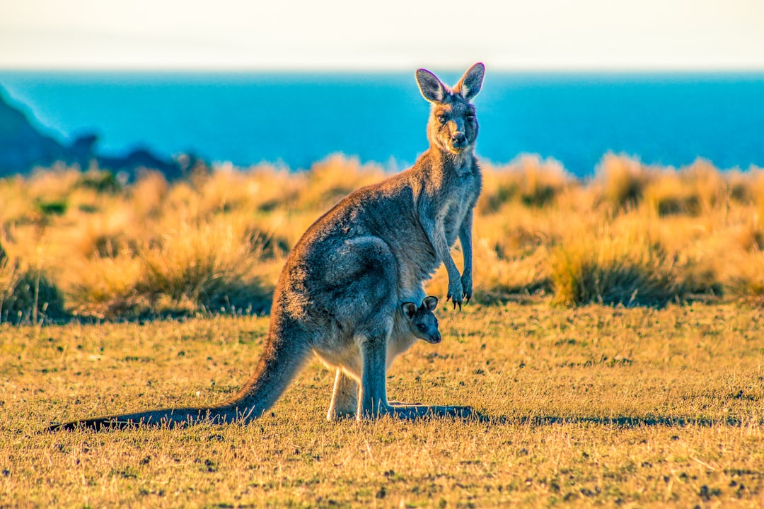 10 Free Stargazing Spots on Kangaroo Island 🌌 What to Do and What to Skip!