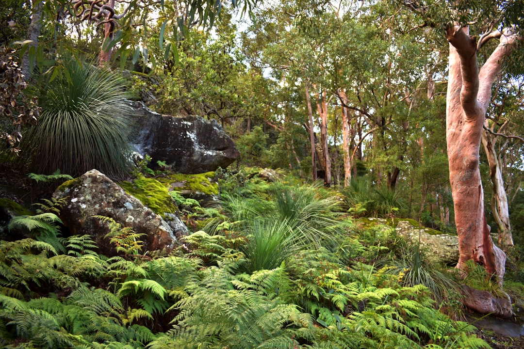 The Ultimate Australian Picnicking Guide | Tips, Locations & More