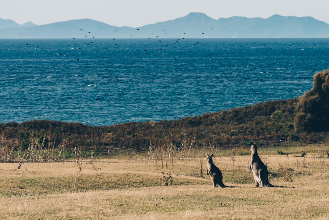 10 Free Stargazing Spots on Kangaroo Island 🌌 What to Do and What to Skip!