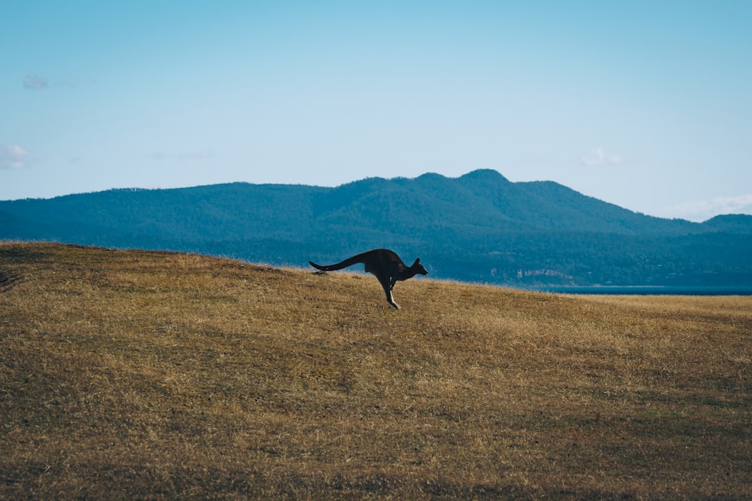 Want to Conquer Obstacle Courses? Here’s Exactly How I Did It – Ripper Beginner’s Guide in Yarra Valley! 🏃‍♂️💥