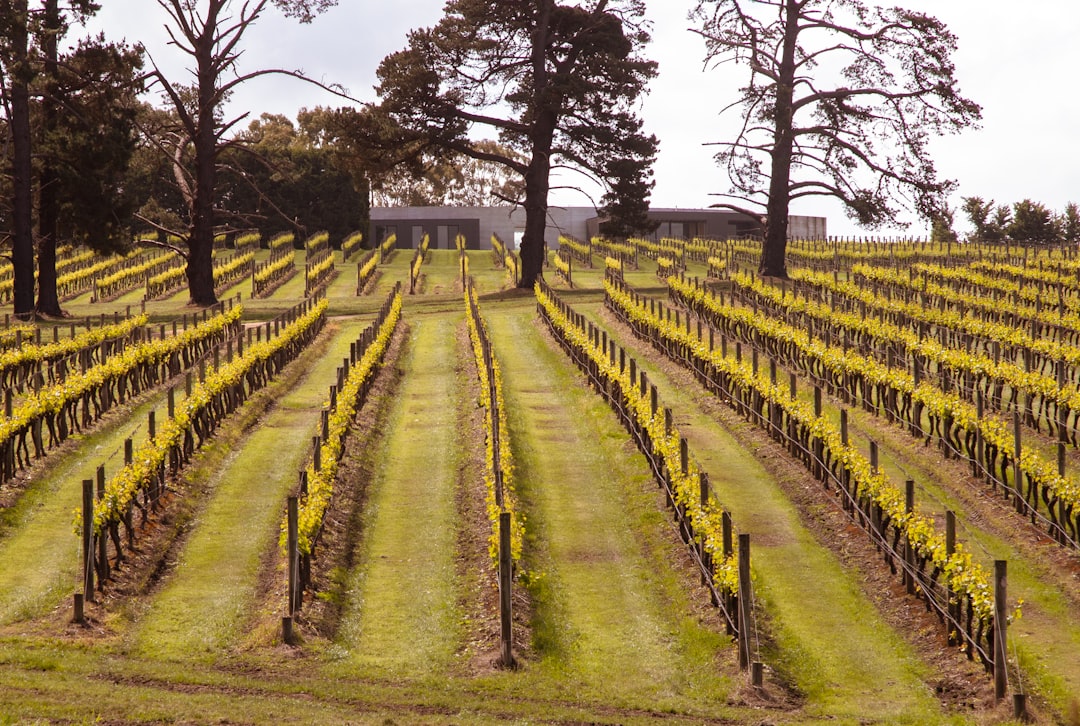 Ever wondered what it’s like to sip wine under winter skies in Australia? 🍷❄️ Everything you need to know about Winter Wine Tasting in Australia in one post!