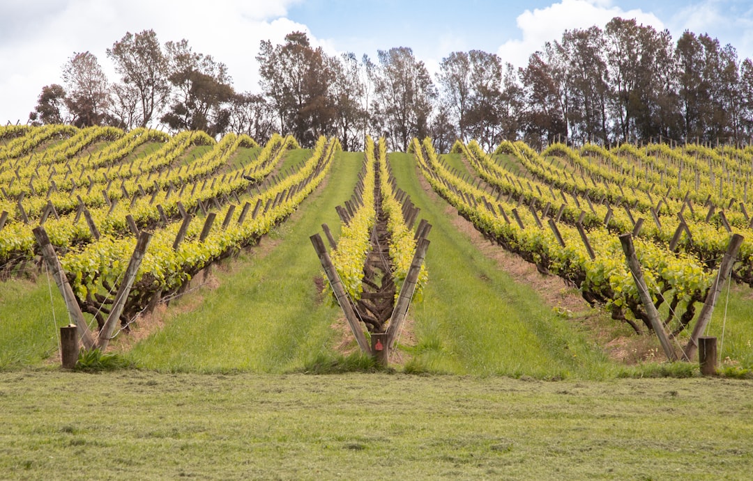 Ever wondered what it’s like to sip wine under winter skies in Australia? 🍷❄️ Everything you need to know about Winter Wine Tasting in Australia in one post!