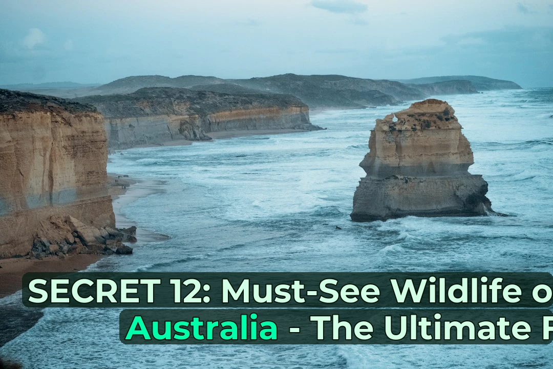 Everything you need to know about Great Ocean Road Wildlife Watching in one post! 🦘🌊