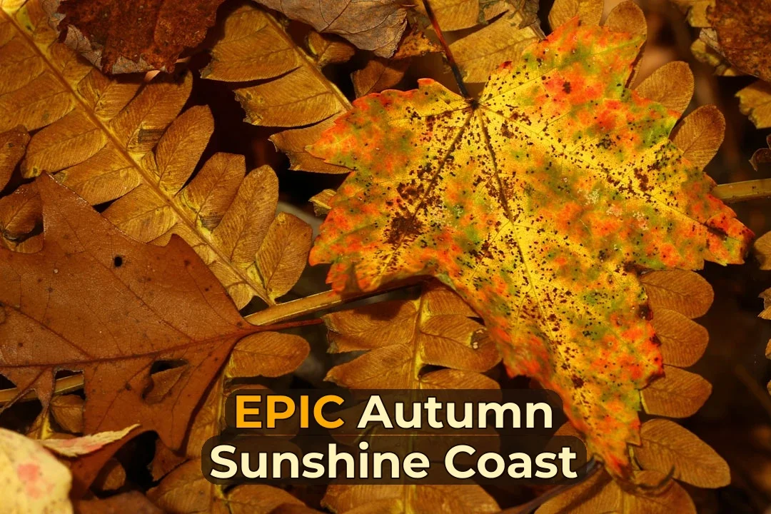 Photography Autumn Guide for Sunshine Coast
