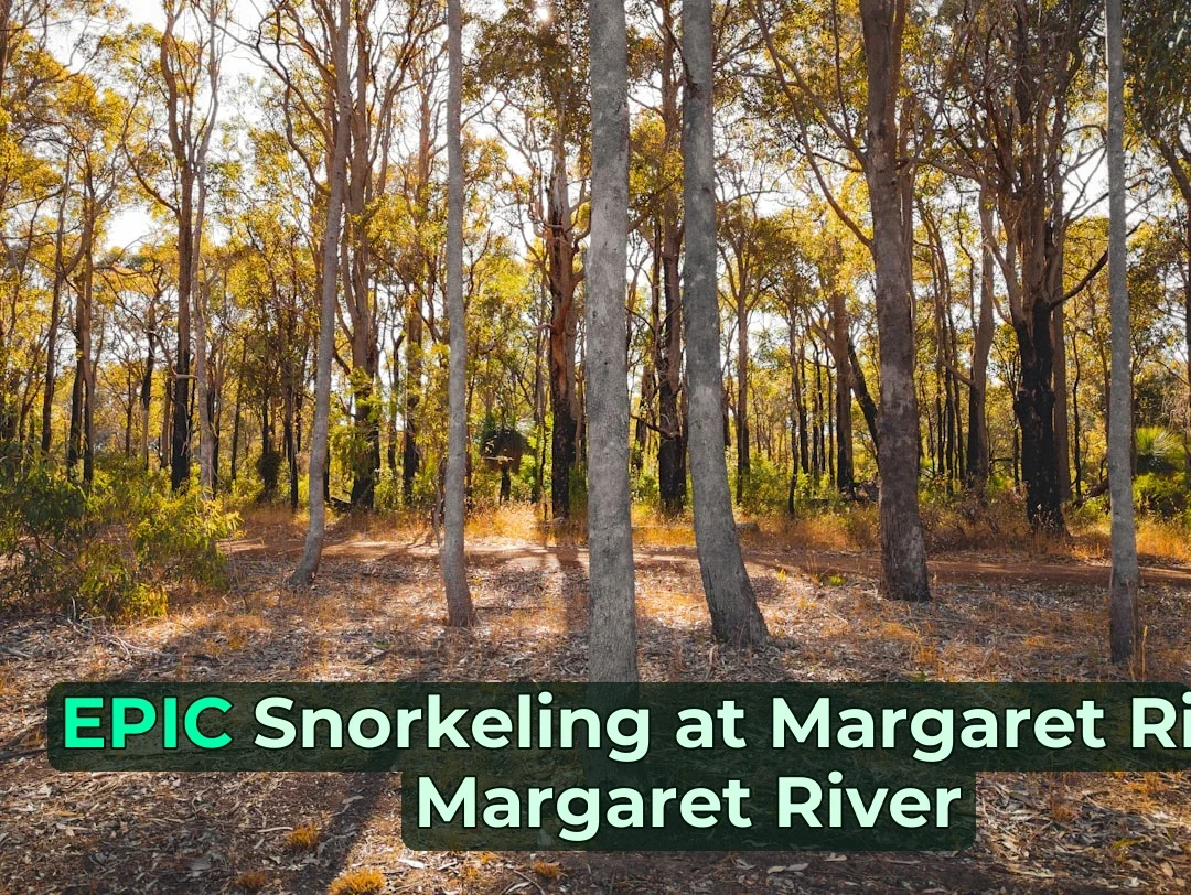 🌊 Planning Snorkeling at Margaret River? Read This First!
