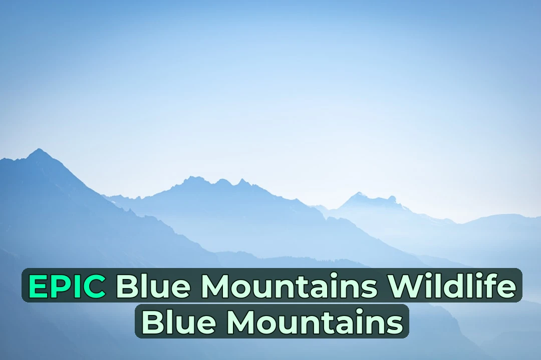 🦜 Blue Mountains Wildlife Watching | First-Timer’s Complete Guide! 🌿