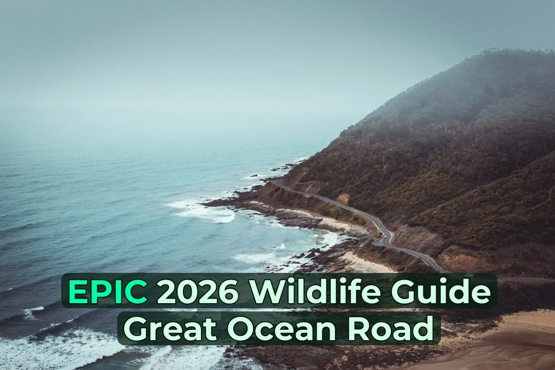 🦘 How to Wildlife Watching on the Great Ocean Road | Step-by-Step Guide