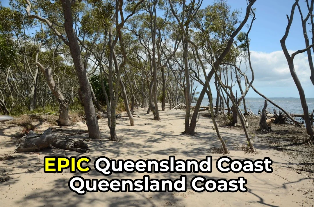 green trees on brown sand near body of water during daytime
