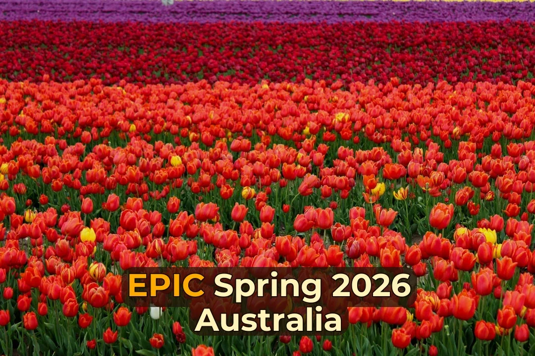 Vast field of red and purple tulips in bloom
