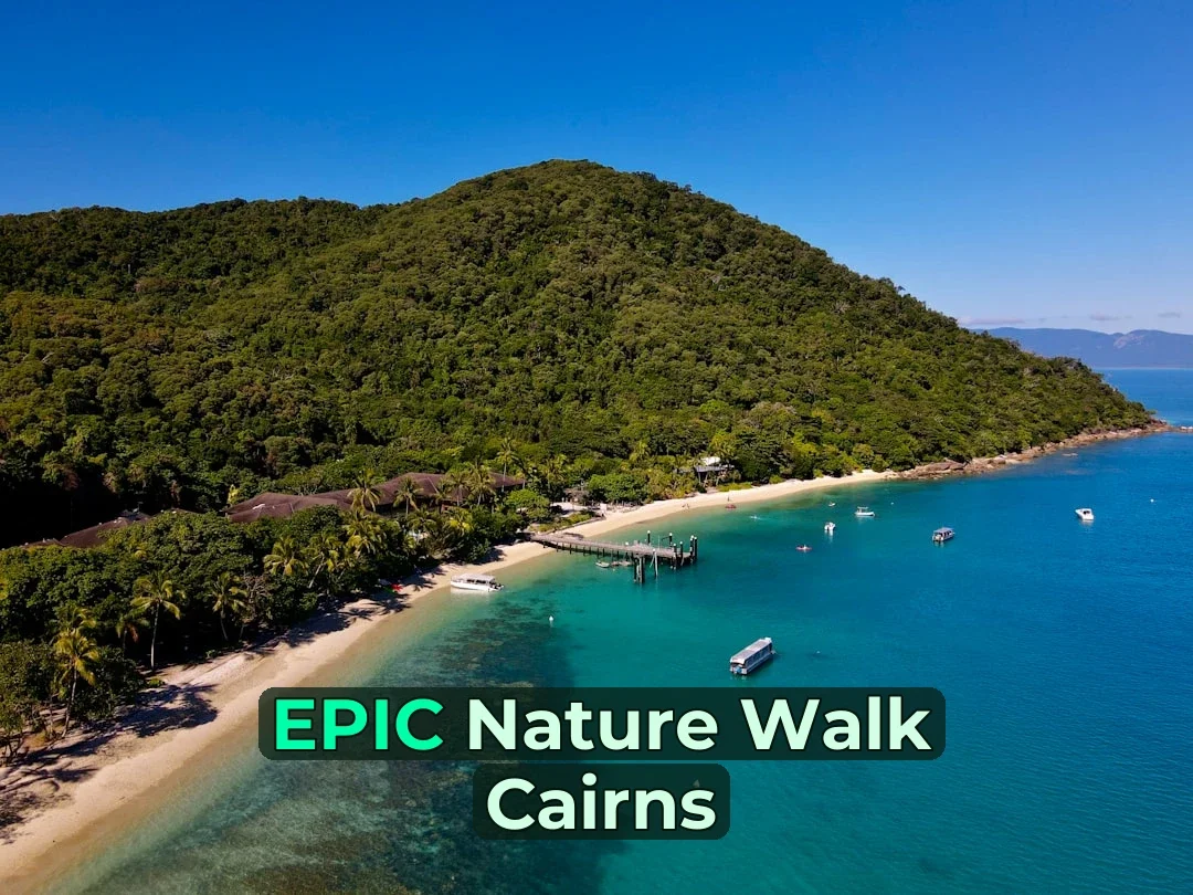 🌿 Planning Nature Walk at Cairns? Read This First! 🦘