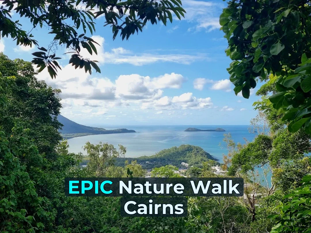 🌿 Over 2.5 million visitors flock to the Wet Tropics yearly—here’s how to explore Cairns’ best nature walks without missing out! 🥾