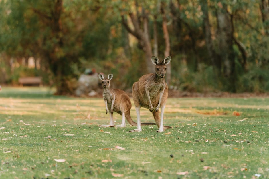 Hiking Australia: The Definitive Resource