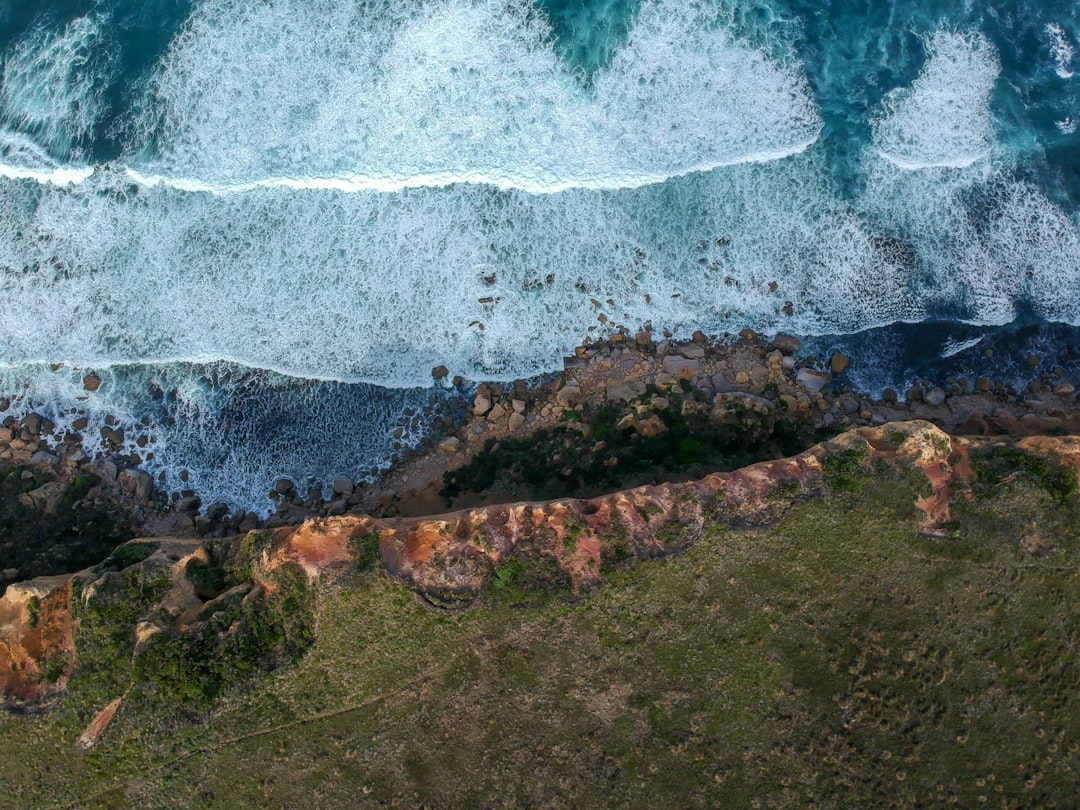 Everything you need to know about Great Ocean Road Wildlife Watching in one post! 🦘🌊