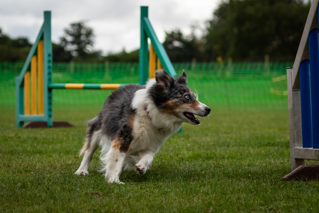 How to Plan Obstacle Courses in Greater Sydney | Step-by-Step