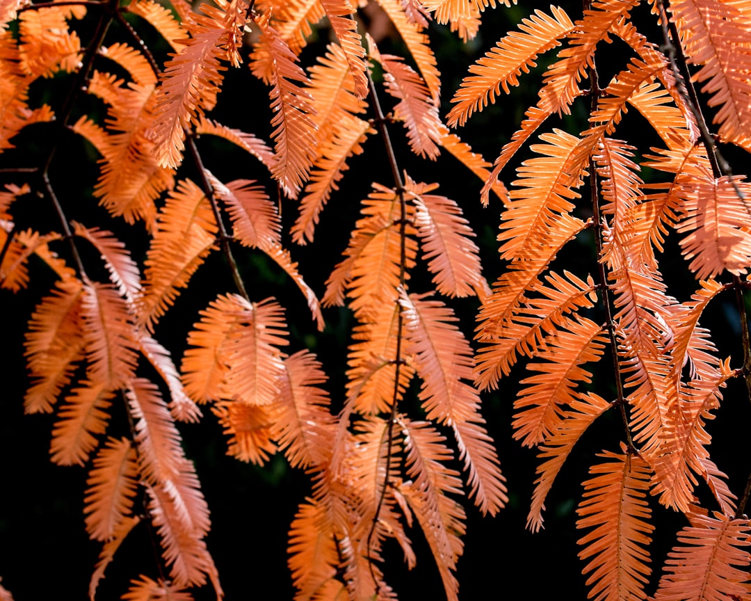 Photography Autumn Guide for Sunshine Coast