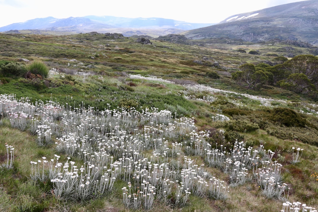 🏔️ 7 Underrated Spots in Australian Alps | Locals Only!