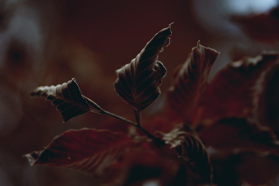 Photography Autumn Guide for Sunshine Coast