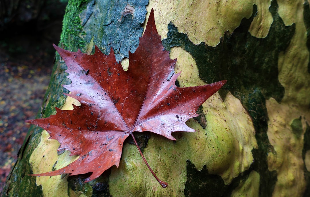 Photography Autumn Guide for Sunshine Coast