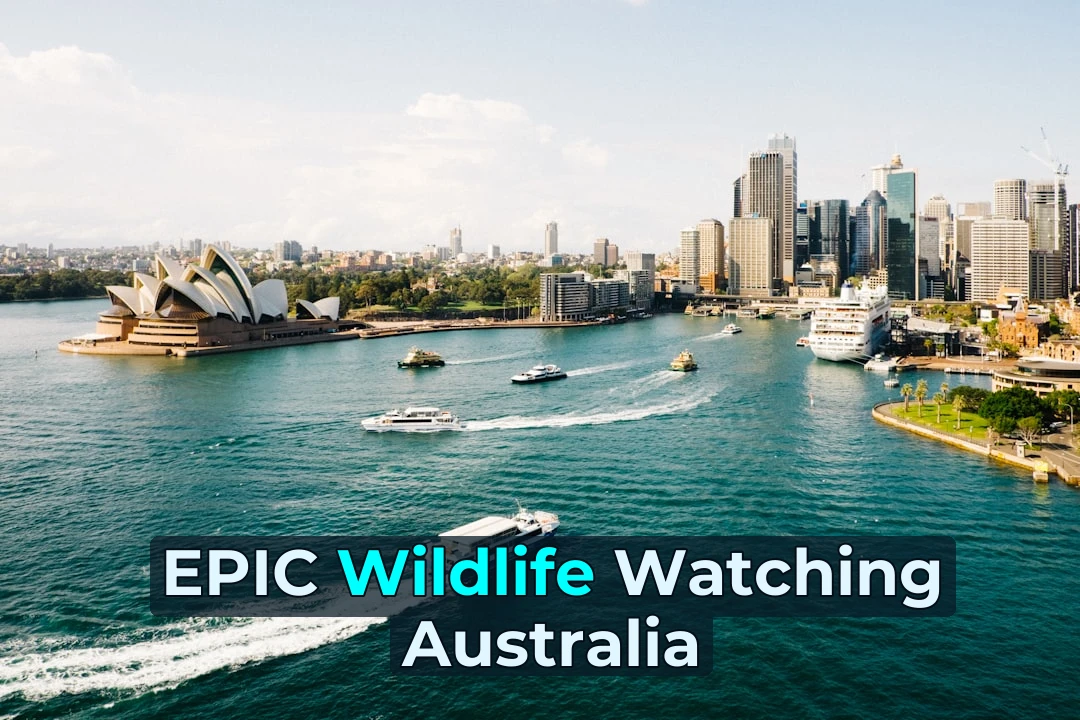 🦘 Want to Spot a Kangaroo? Here’s How I Caught One in the Blue Mountains! 🌿