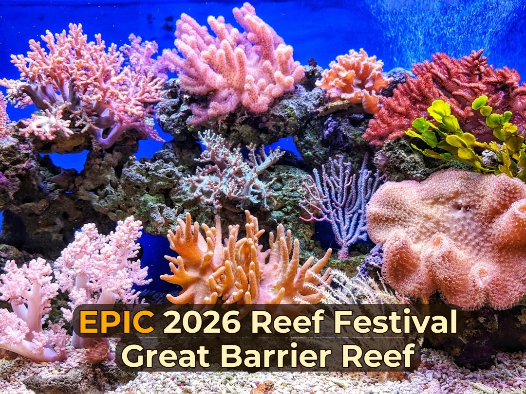 live corals