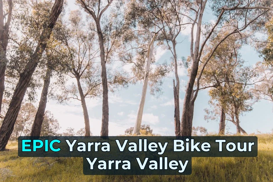 Tranquil eucalyptus forest bathed in warm spring sunlight, Gruyere, VIC, Australia.