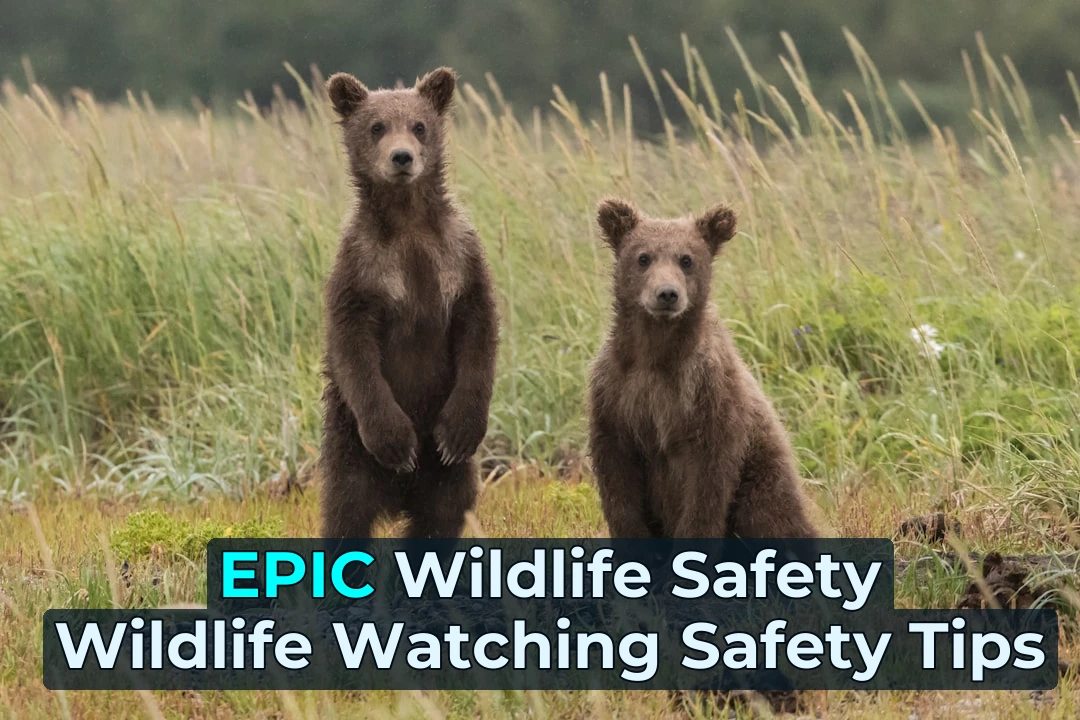 two gray bears in green lawn grasses