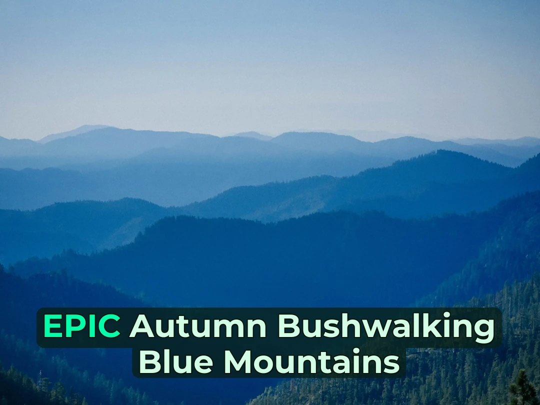 🍂 Autumn Bushwalking in Blue Mountains: The Ultimate Seasonal Guide!