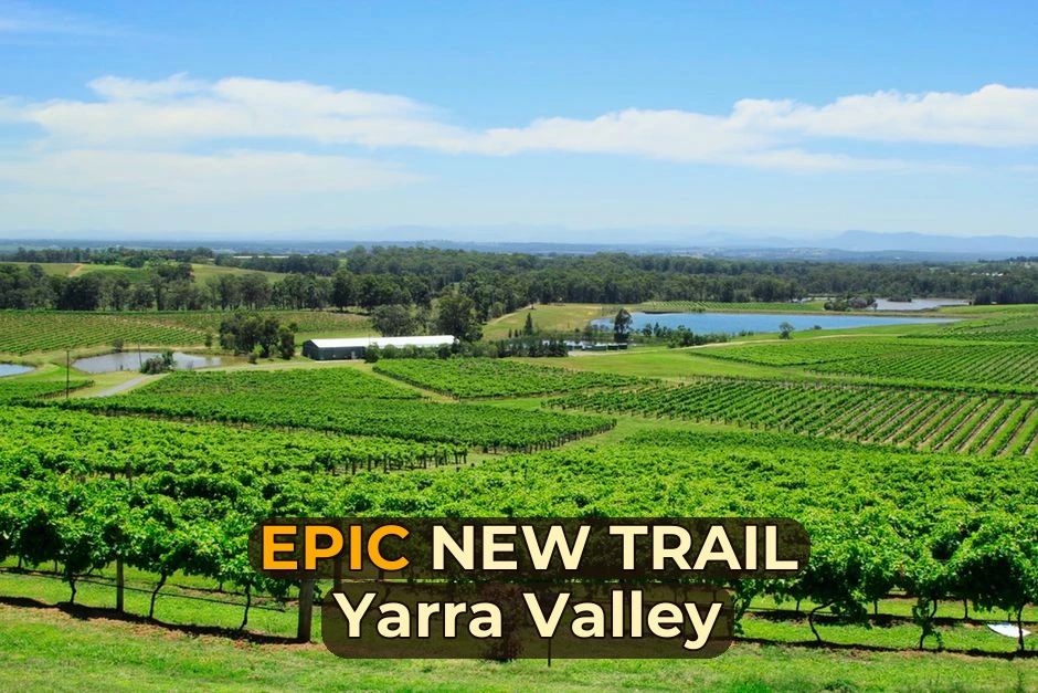 Expansive vineyard view in Hunter Valley, NSW, showcasing lush greenery and distant hills under a clear blue sky.