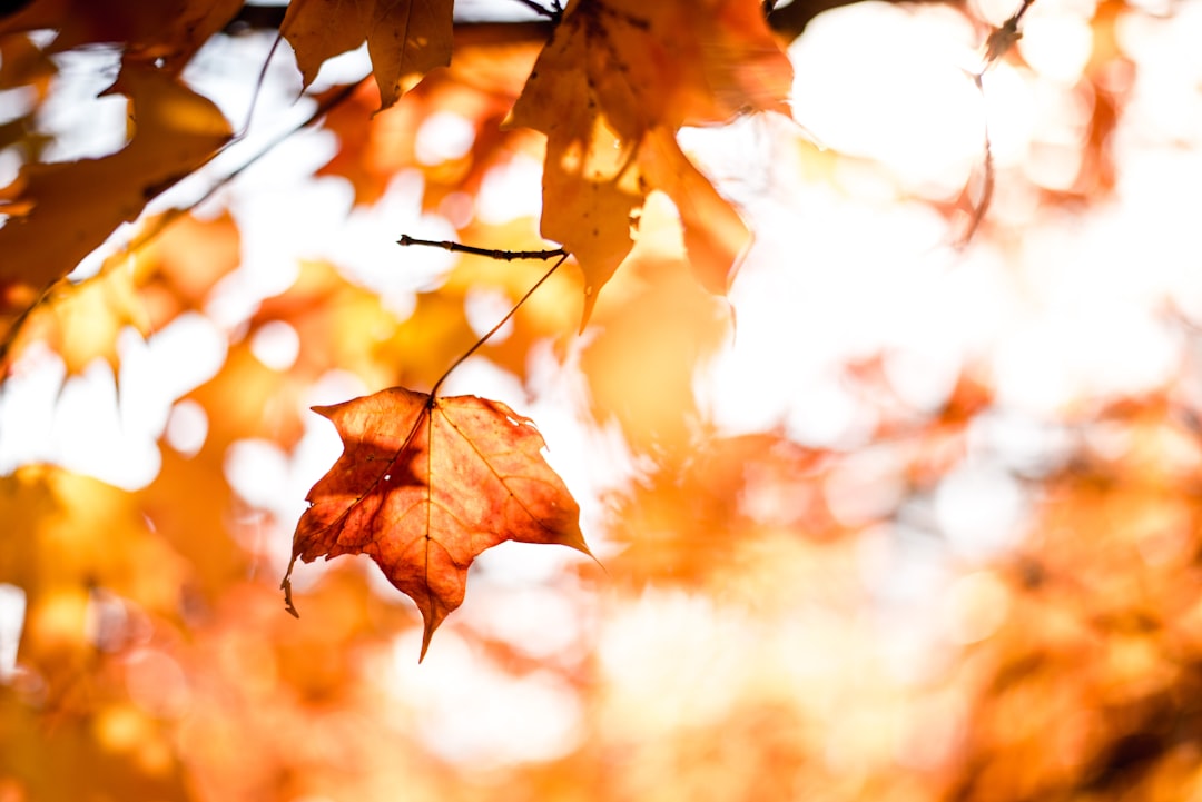 🍂 Autumn 2026 Arrives: The Ultimate Road Cycling Update! 🚴‍♂️