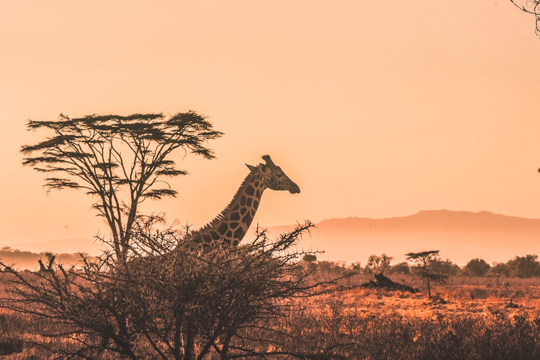 🦘50,000+ Wildlife Encounters: Safety Tips for First-Timers in the Blue Mountains!