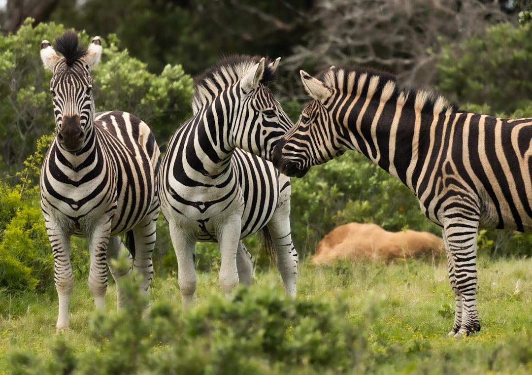 🦘50,000+ Wildlife Encounters: Safety Tips for First-Timers in the Blue Mountains!