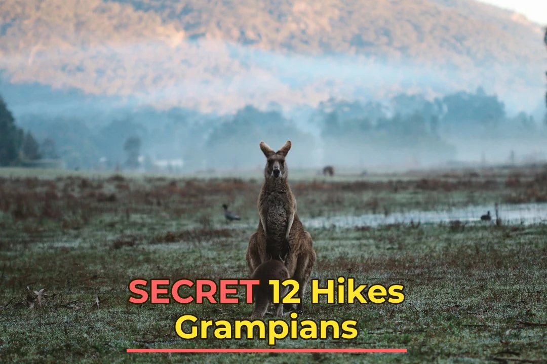 two kangaroos on green grass field