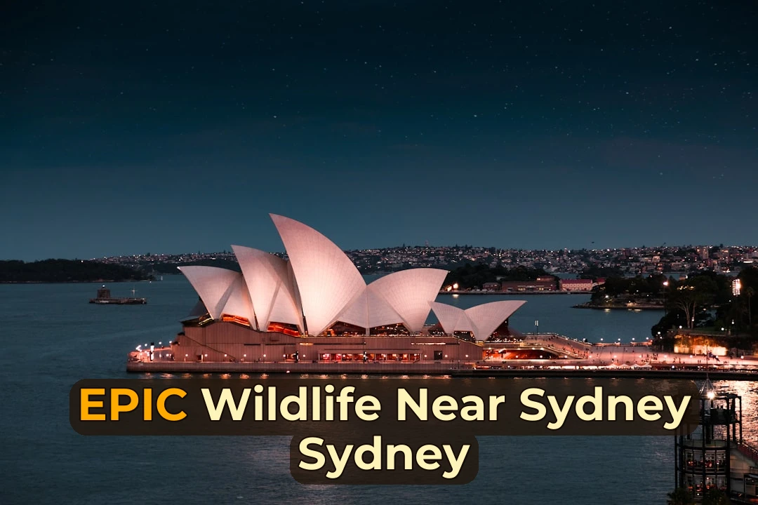 Guide to Wildlife Watching Near Sydney | Best Spots & Tips
