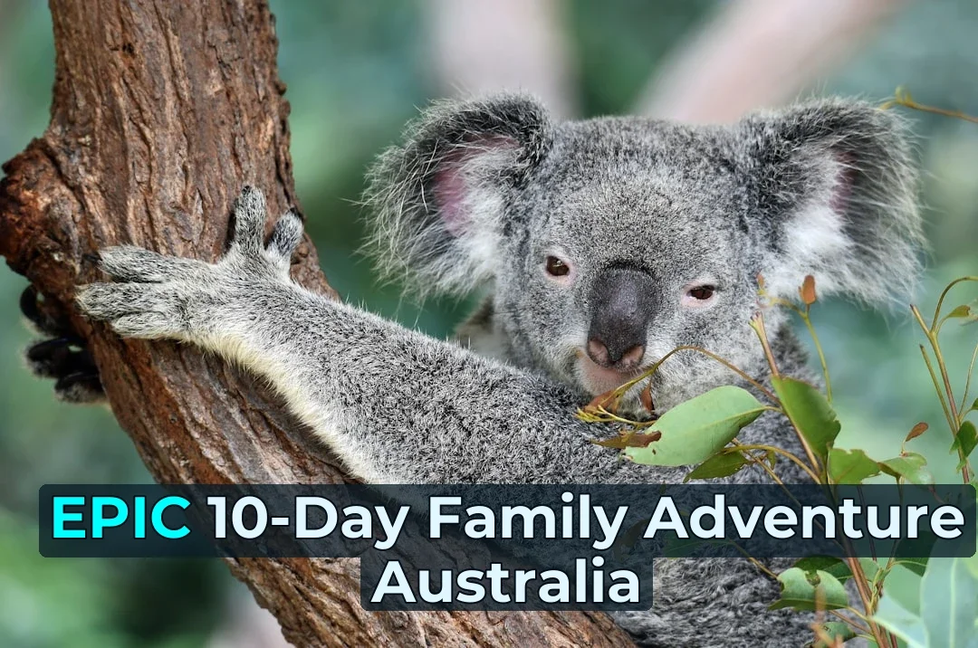 koala on tree