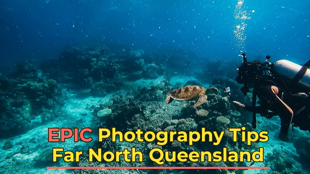 a scuba diver and a turtle on a coral reef