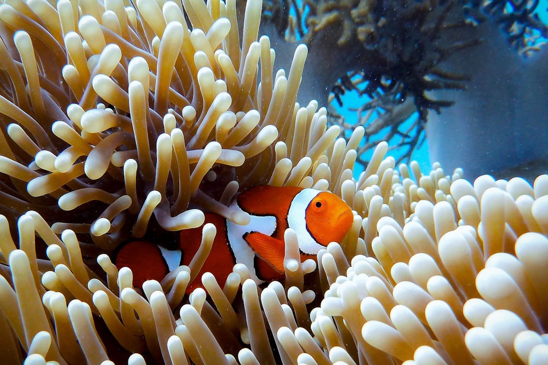 🤿 Ever wondered what it’s like to breathe underwater at the Great Barrier Reef? Everything you need to know about Great Barrier Reef Scuba Diving in one post!