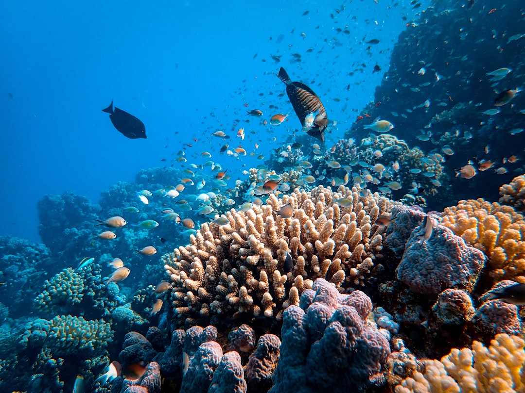 🤿 Ever wondered what it’s like to breathe underwater at the Great Barrier Reef? Everything you need to know about Great Barrier Reef Scuba Diving in one post!