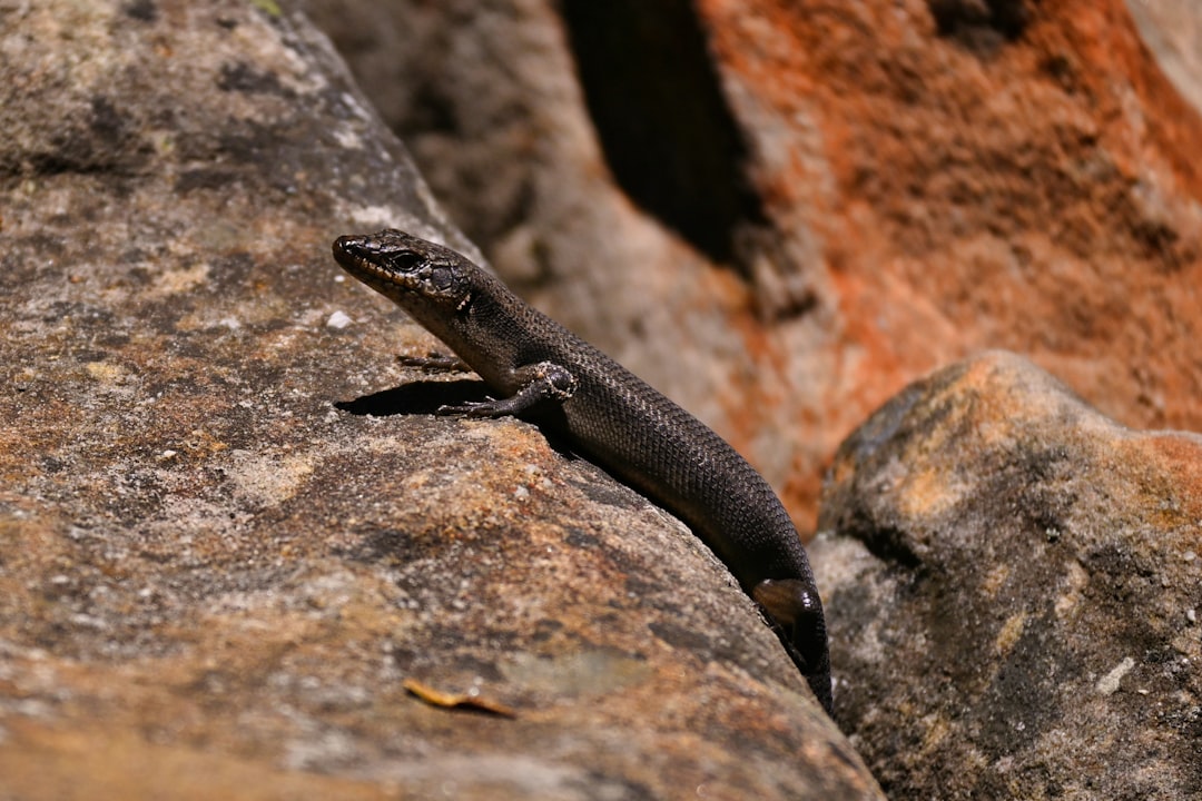 🥾 Hidden Grampians Hikes: From Budget to Premium – Find Your Perfect Trek! 🏔️