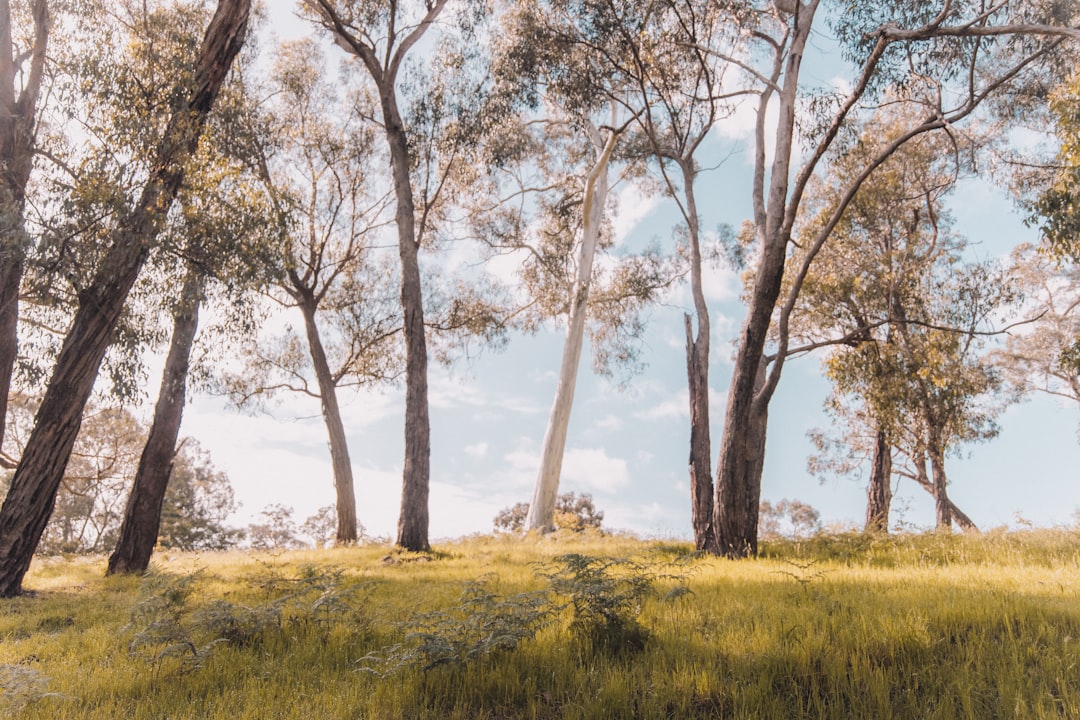 🏞️ The crisp morning air hits your face as you stand at the edge of the Yarra Valley… 12-Day Family Adventure Itinerary!